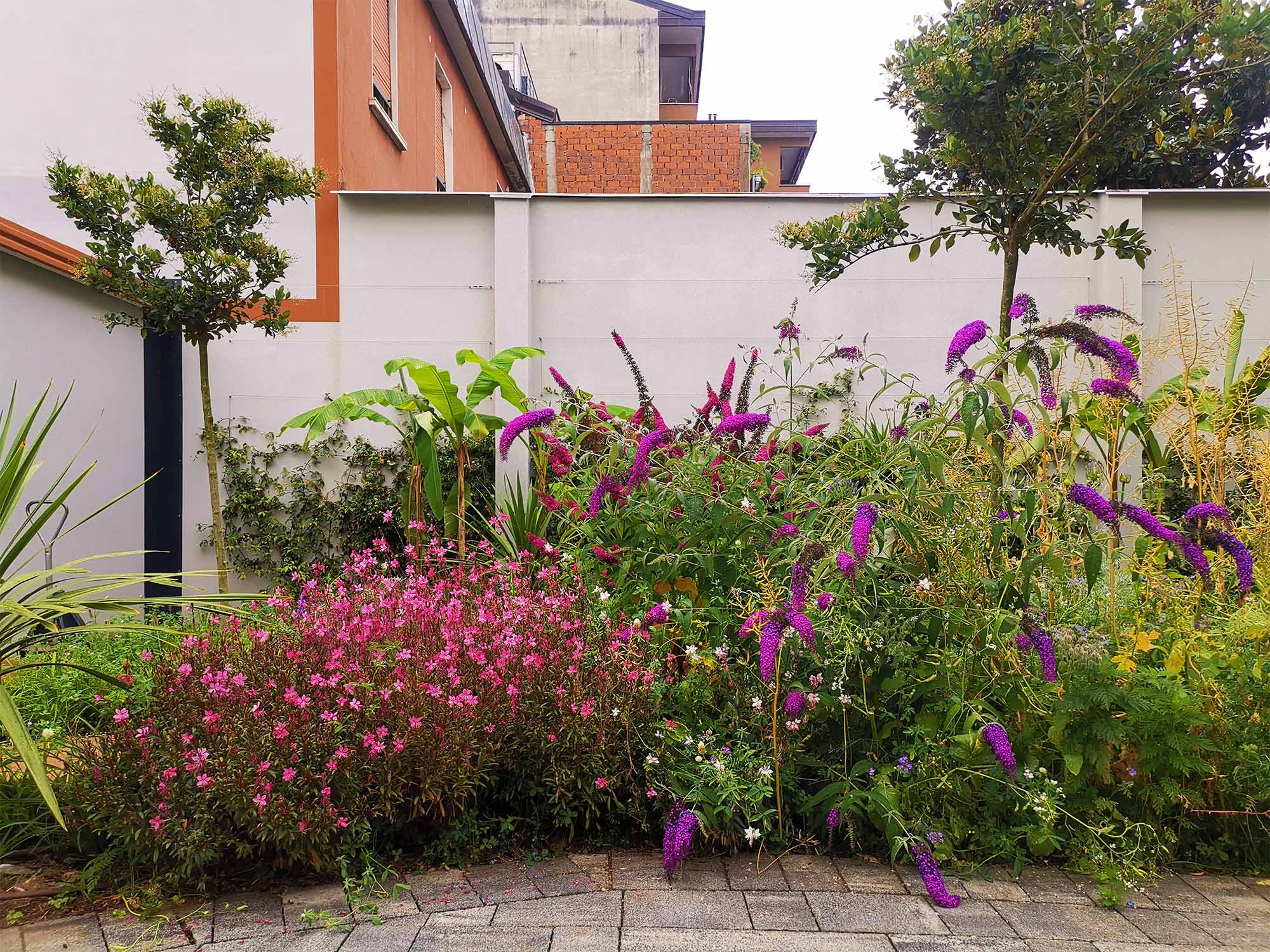 Gaura e Buddleja in fiore